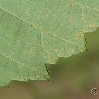 Red Alder